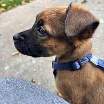 Thumbnail photo of Shiloh D66874 #4