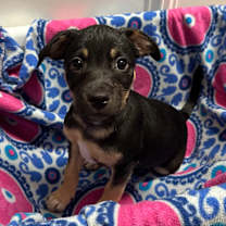 Thumbnail photo of Bucky #3