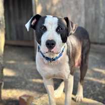 Thumbnail photo of Burlie #2