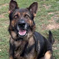 Thumbnail photo of ARIES #1