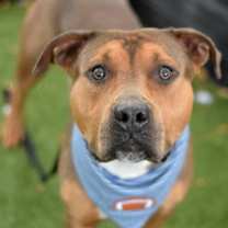 Thumbnail photo of Biscuit #2