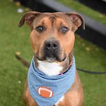 Thumbnail photo of Biscuit #3