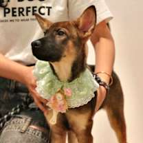 Thumbnail photo of Tutu #3