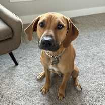 Thumbnail photo of Ollie #1