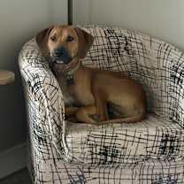 Thumbnail photo of Ollie #2