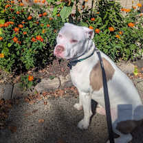 Thumbnail photo of Poncho #1