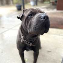 Thumbnail photo of OLLIE #2