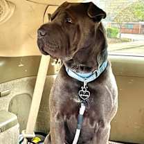 Thumbnail photo of OLLIE #4