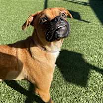 Thumbnail photo of Pugsly  #2