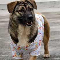 Thumbnail photo of Wuwu #1