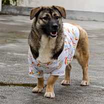 Thumbnail photo of Wuwu #2