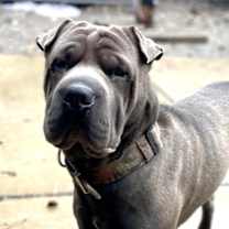 Thumbnail photo of OLLIE #1