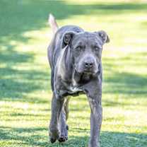 Thumbnail photo of Douglas #2