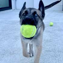 Thumbnail photo of Acorn #3