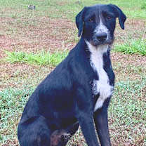 Thumbnail photo of Koa #2