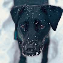 Thumbnail photo of Pepper #1