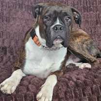 Thumbnail photo of Paladin #1