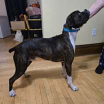 Thumbnail photo of Paladin #3