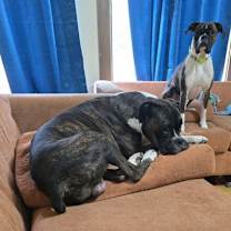 Thumbnail photo of Paladin #4