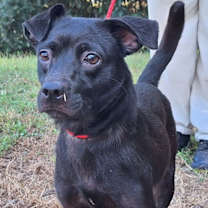 Thumbnail photo of 251332  Clarissa #4