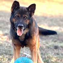 Thumbnail photo of ARIES #3