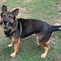 Thumbnail photo of ARIES #4