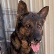 Thumbnail photo of ARIES #2