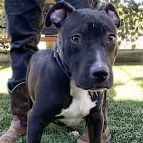 Thumbnail photo of Bam #1