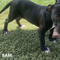 Thumbnail photo of Bam #4