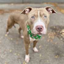 Thumbnail photo of Teddy #3