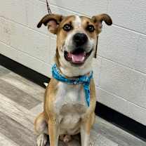 Thumbnail photo of Candy Corn #1