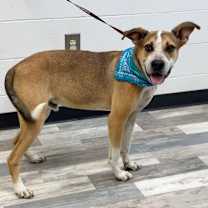 Thumbnail photo of Candy Corn #2