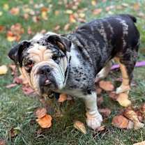 Thumbnail photo of Cupcake #1