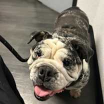 Thumbnail photo of Cupcake #2