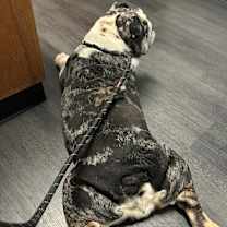 Thumbnail photo of Cupcake #3