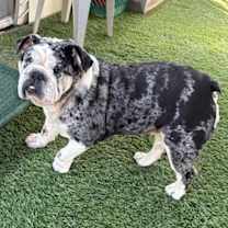 Thumbnail photo of Cupcake #4