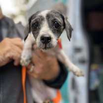 Thumbnail photo of Bellamy #2