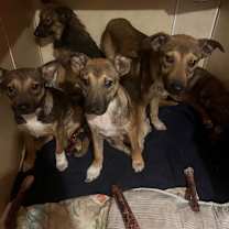 Thumbnail photo of Heidi #2