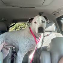 Thumbnail photo of Blue (jh) #3