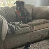 Thumbnail photo of Winston #1