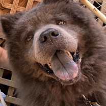 Thumbnail photo of Blue #3