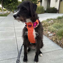 Thumbnail photo of Roxy #2