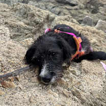 Thumbnail photo of Roxy #3