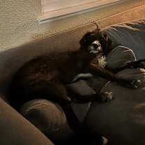 Thumbnail photo of Roxy #4