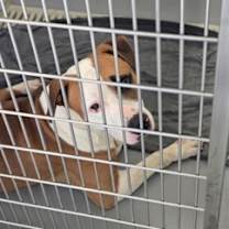 Thumbnail photo of Hopper #2