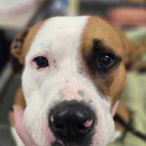 Thumbnail photo of Hopper #3