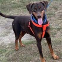 Thumbnail photo of Dior Maximus #3