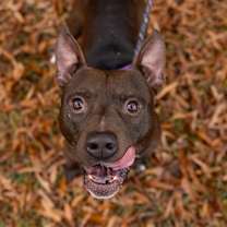 Thumbnail photo of Bearclaw #3