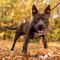 Thumbnail photo of Bearclaw #4