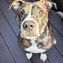 Thumbnail photo of Mama Roxy #3